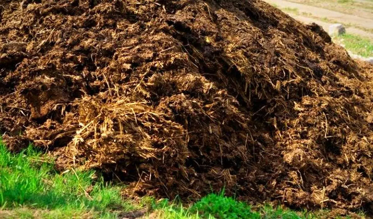 خفه شدن زن جوان با کود گاوی!+ اصل ماجرا