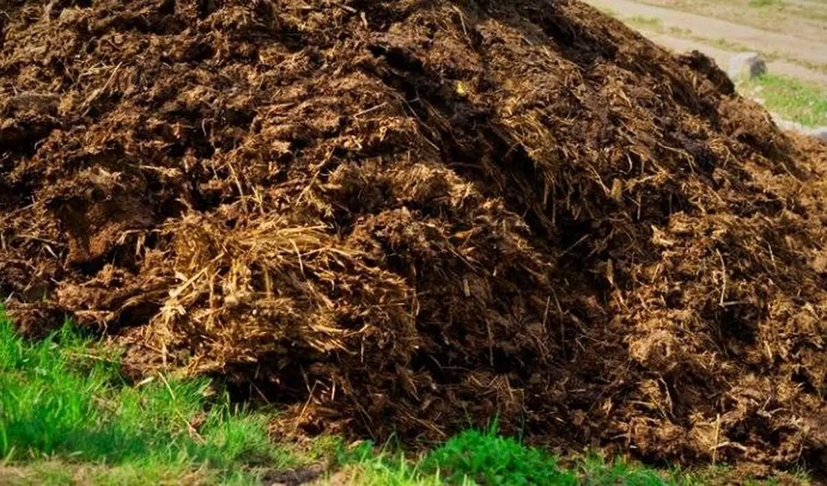 خفه شدن زن جوان با کود گاوی!+ اصل ماجرا