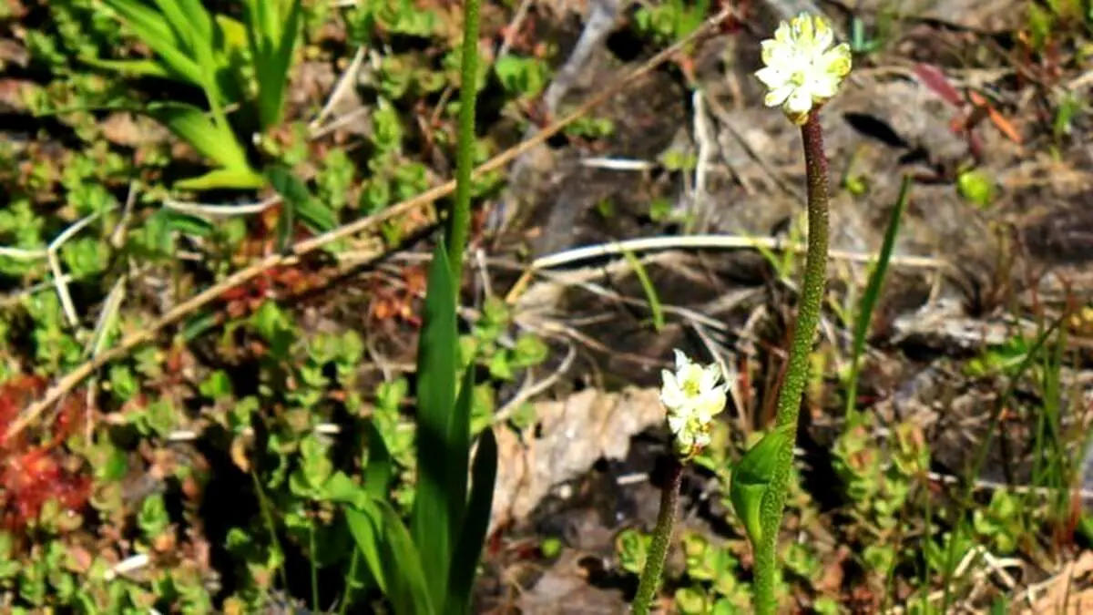 کشف یک گیاه گوشت‌خوار وحشتناک جدید!