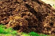 شوهر احمق زنش را با کود گاو خفه کرد!+عکس