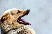 مرگ وحشتناک و دردناک کودک 6 ساله به وسیله سگ هار