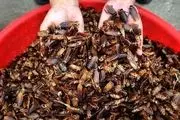 طلبکار بدبخت با سوسک از بدهکار پررواش انتقام گرفت!+ عکس