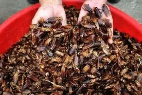 طلبکار بدبخت با سوسک از بدهکار پررواش انتقام گرفت!+ عکس