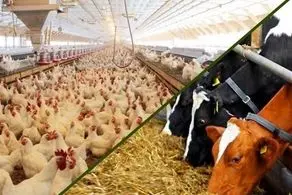 قیمت جدید دام زنده در بازار روز اعلام شد