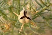 تاثیر اسپند در لاغری