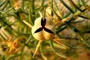 تاثیر اسپند در لاغری