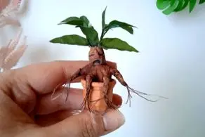 این گیاه وحشتناک شبیه انسان, جیغ می‌کشد و کاربرد آن  برای جادوگری است+عکس

