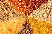 قصد داریم در ازای صادرات شیرخشک و دام زنده نهاده وارد کنیم