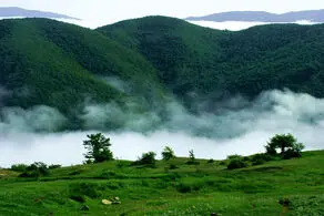 نابودی بخش بزرگی از جنگل‌ها در هر ۳ ثانیه