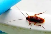 راهکارهای خانگی و آسان برای خلاصی از شر همه‌ی سوسک ها