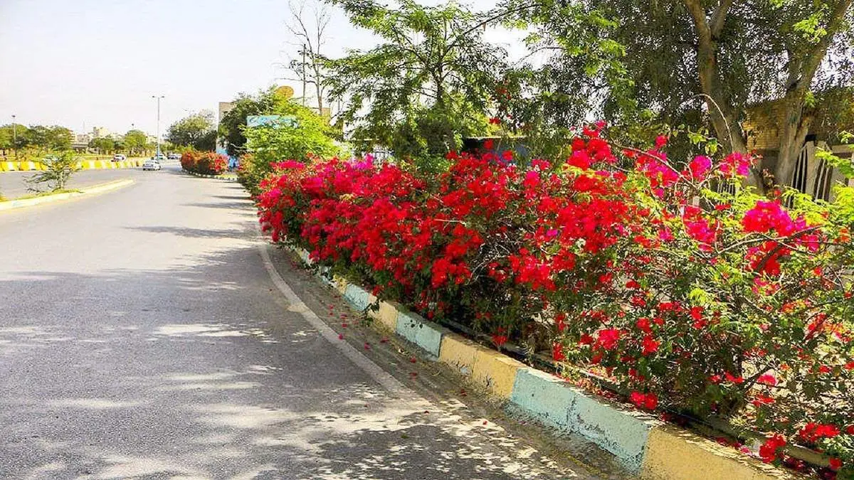 گل دزدی راننده ماشین لاکچری از وسط خیابان
