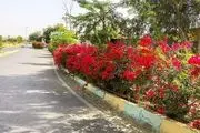 گل دزدی راننده ماشین لاکچری از وسط خیابان
