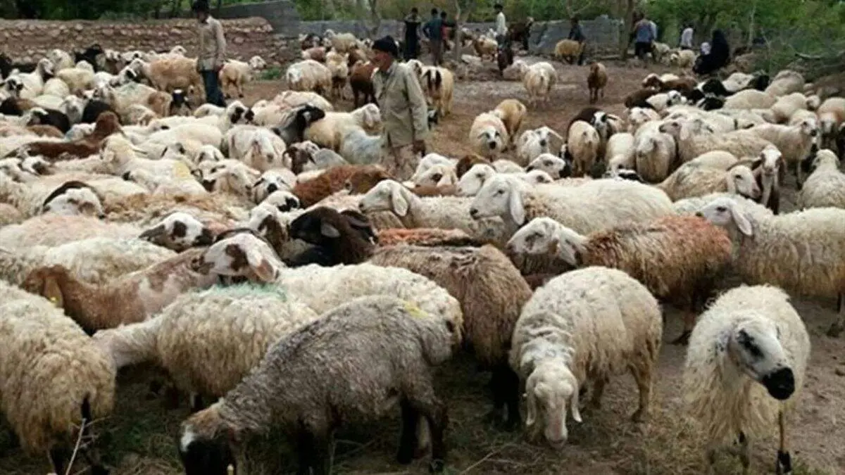 در بازار دام زنده ایام تاسوعا و عاشورا چه می گذرد؟
