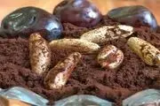 به این دلایل هسته خرما را دور نریزید!
