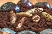 به این دلایل هسته خرما را دور نریزید!
