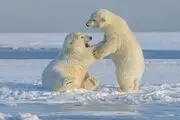 این مادر بی‌رحم بچه هایش را زنده زنده خورد!+عکس