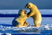 این مادر بی‌رحم بچه هایش را زنده زنده خورد!+عکس