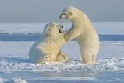 این مادر بی‌رحم بچه هایش را زنده زنده خورد!+عکس