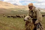 خلاقیت خنده دار چوپان در تبدیل الاغ به موتور گازی حماسه آفرید/ عکس