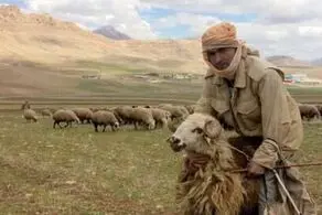 خلاقیت خنده دار چوپان در تبدیل الاغ به موتور گازی حماسه آفرید/ عکس
