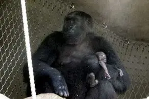 چهره غمزده این حیوان مادر در مقابل جسد نوزادش +عکس