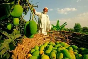 300 نوع میوه روی این درخت رشد می‌کند+ عکس