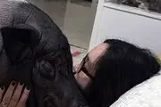داستان عاشقانه زن جوان با یک خوک! + عکس
