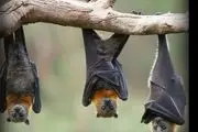 ادعای جدید محققان چینی درباره منشا کرونا!