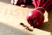 رنگ قرمز محصولات غذایی در کشور از نوعی حشرات تهیه می شود