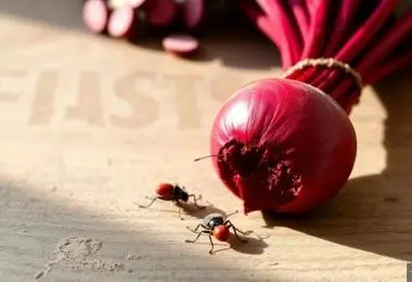 رنگ قرمز محصولات غذایی در کشور از نوعی حشرات تهیه می شود