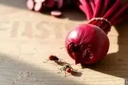 رنگ قرمز محصولات غذایی در کشور از نوعی حشرات تهیه می شود