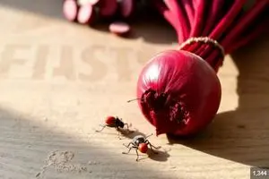 رنگ قرمز محصولات غذایی در کشور از نوعی حشرات تهیه می شود