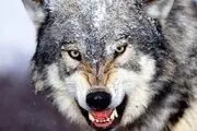 این پسربچه عجیب الخلقه و وحشتناک با چهره گرگینه متولد شد/ عکس