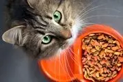 غش کردن گربه‌ دوست داشتنی با بوی غذا! + فیلم