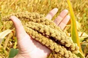 دانه ای پر از فایده برای دیابتی‌ها!
