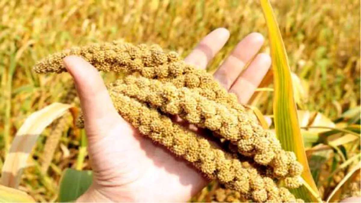 دانه ای پر از فایده برای دیابتیها!