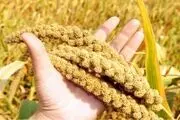 دانه ای پر از فایده برای دیابتی‌ها!
