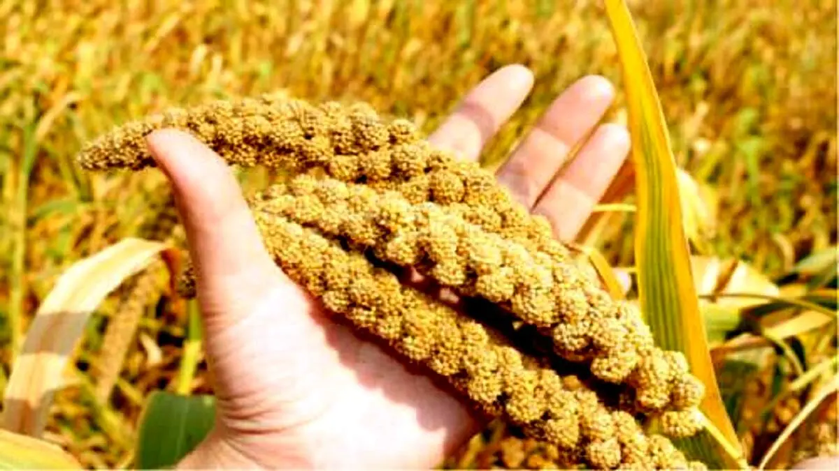 دانه ای پر از فایده برای دیابتی‌ها!
