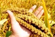 دانه ای پر از فایده برای دیابتی‌ها!
