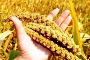 دانه ای پر از فایده برای دیابتی‌ها!
