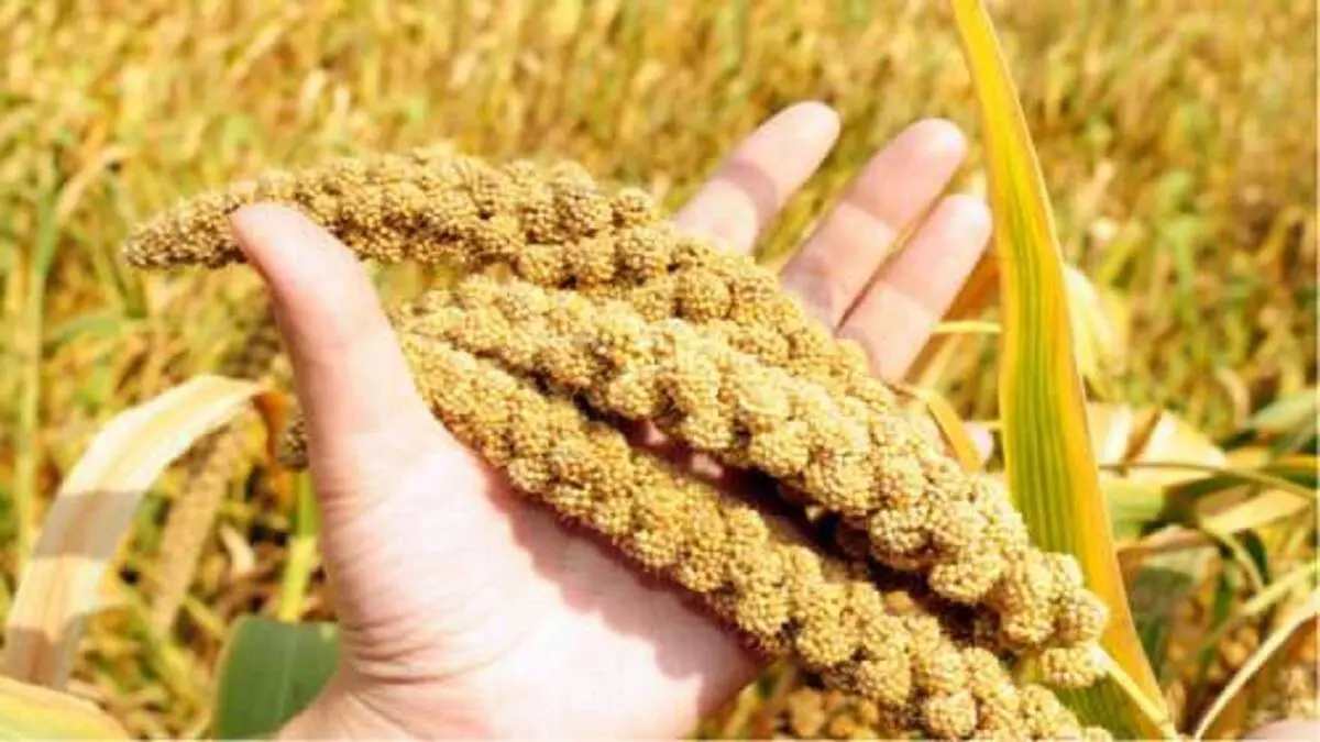 دانه ای پر از فایده برای دیابتی‌ها!

