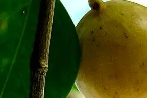 خطرناک‌ترین میوه جهان!+ عکس