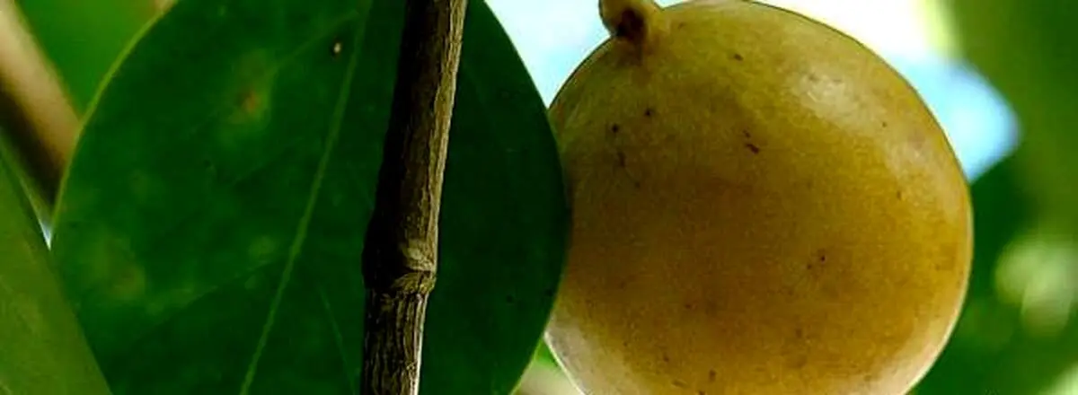 خطرناک‌ترین میوه جهان!+ عکس