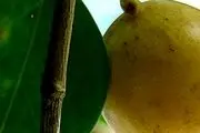 خطرناک‌ترین میوه جهان!+ عکس