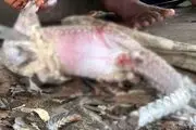 تصاویری چندش آور که هشدار جدی برای جهان است!
