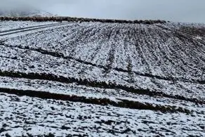  بارش برف تابستانی در این شهرستان در چله تابستان
