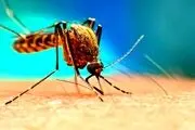 پشه آئدس وارد البرز شد؟