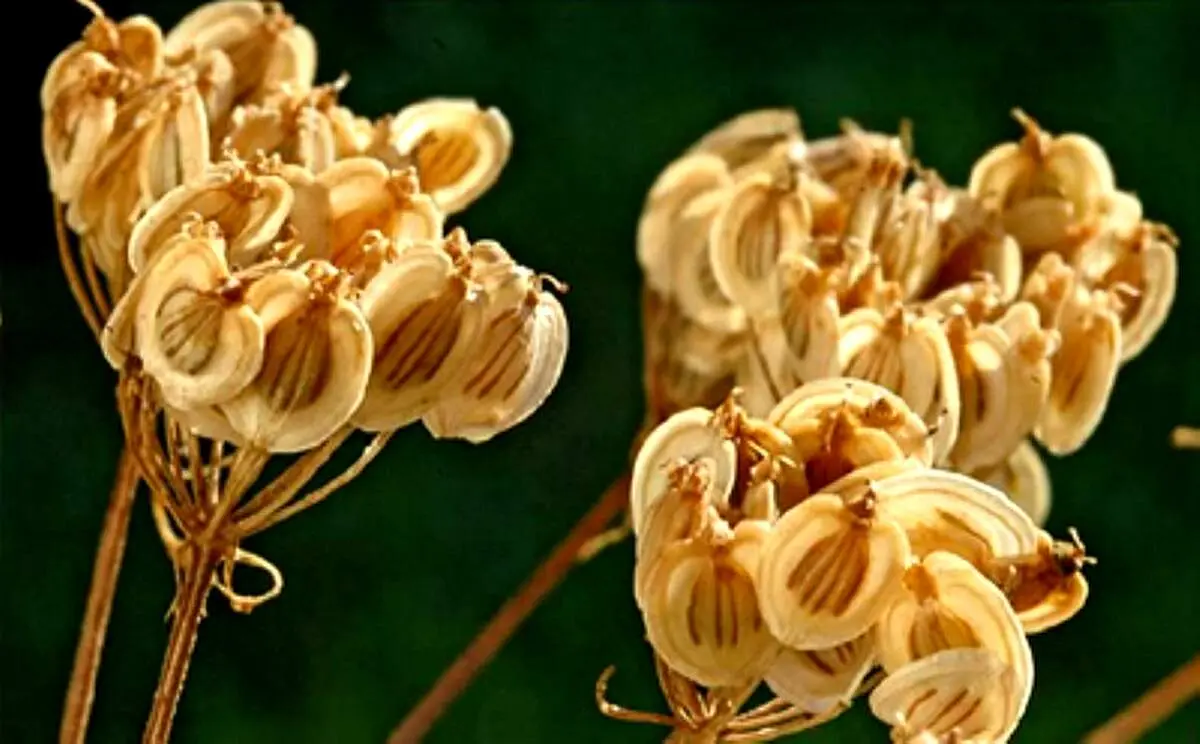 با خواص عجیب گلپر آشنا شوید