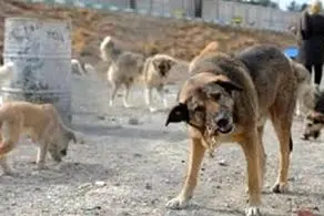 سگ‌های ولگرد جان یک کودک را در این استان گرفتند