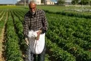 خبر خوش برای کشاورزان/ جریمه وام بخشیده شد